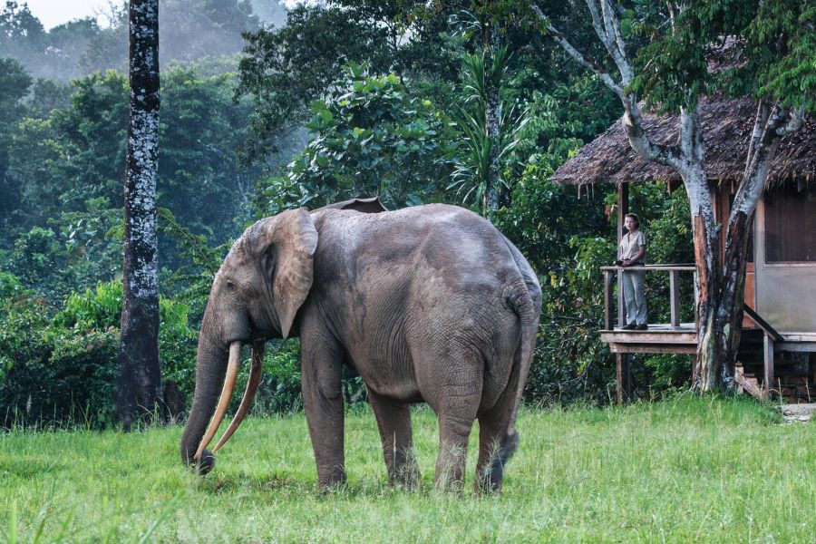 Elephants sighting from the comfort of the room