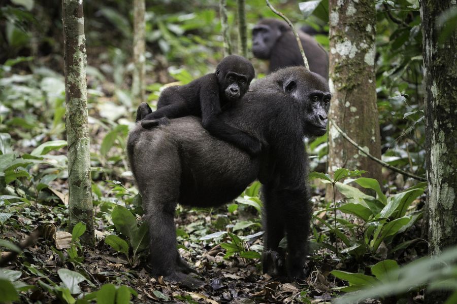 Gorilla trekking in Congo