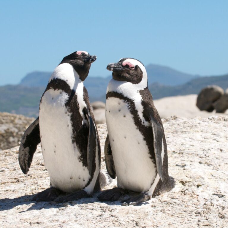 Cape Town Activities for Families