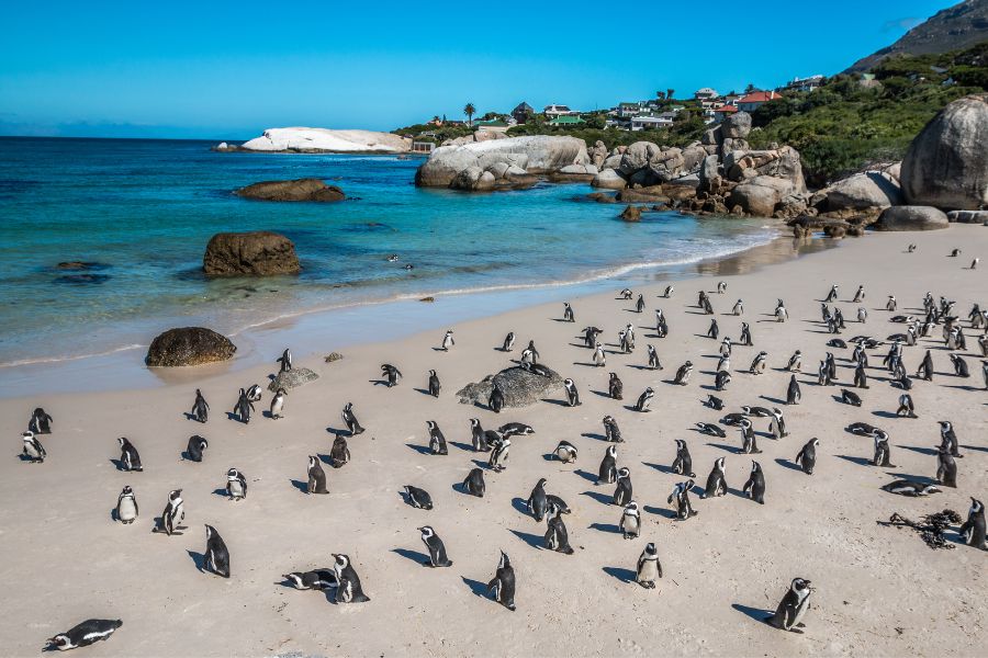 Boulders Beach an excursion for all ages