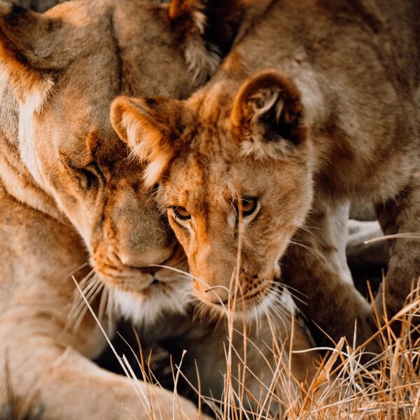 Destination-card-Busanga-Plains-Camp-Unknown-Photographer