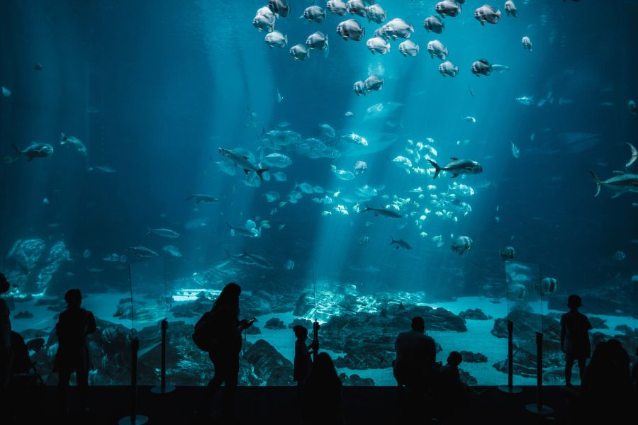 Day trip to Cape Town's Two Oceans Aquarium