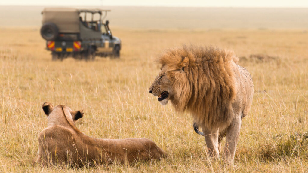 Safari sighting - Lion and Lioness