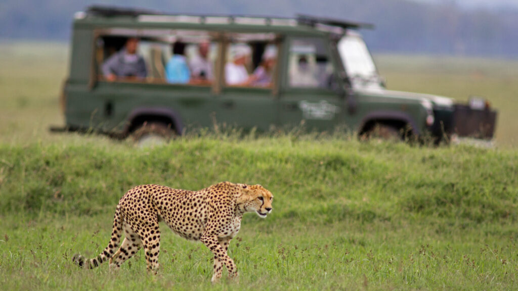 Cheaper Safari Season