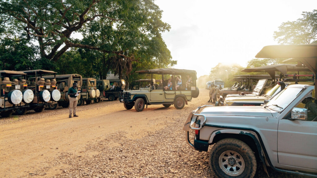 Too many Safari Vehicles at a sighting